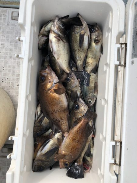 フィッシング キッタカ 釣果