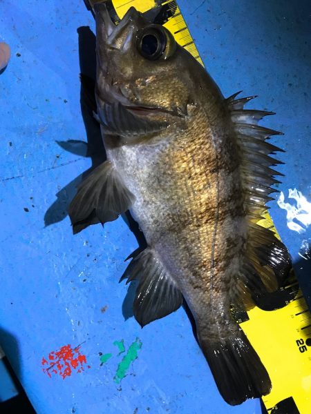 ヤザワ渡船 釣果