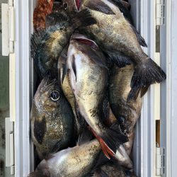 フィッシング キッタカ 釣果