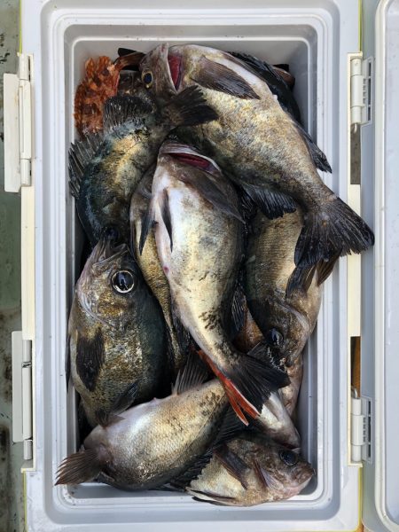 フィッシング キッタカ 釣果