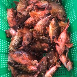 岡田釣船　八英丸 釣果