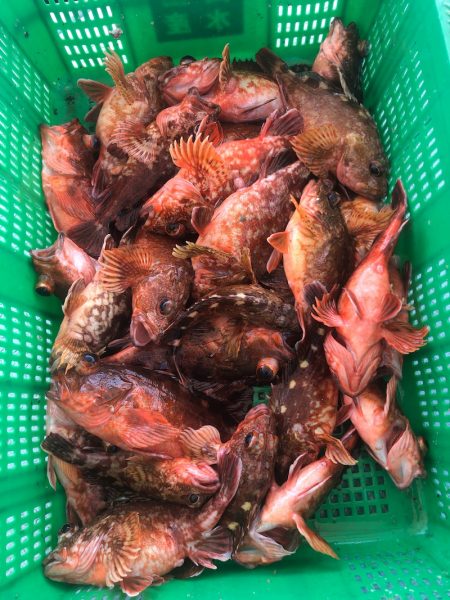 岡田釣船　八英丸 釣果