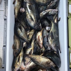 フィッシング キッタカ 釣果