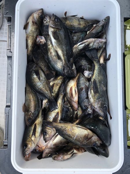 フィッシング キッタカ 釣果