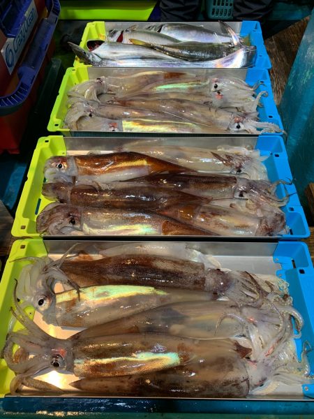 愛海丸 釣果