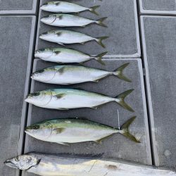 SeaRide(シーライド) 釣果