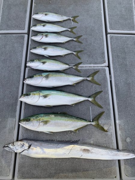 SeaRide(シーライド) 釣果