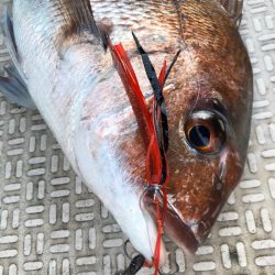 龍神丸(鹿児島) 釣果