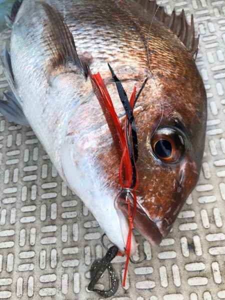 龍神丸(鹿児島) 釣果