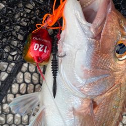 龍神丸(鹿児島) 釣果