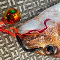 龍神丸(鹿児島) 釣果