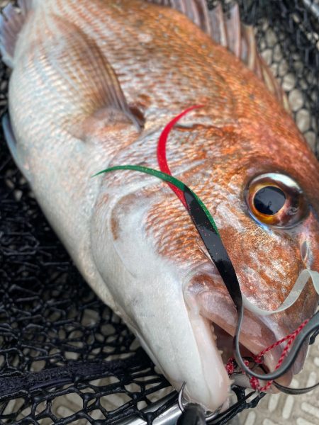 龍神丸(鹿児島) 釣果