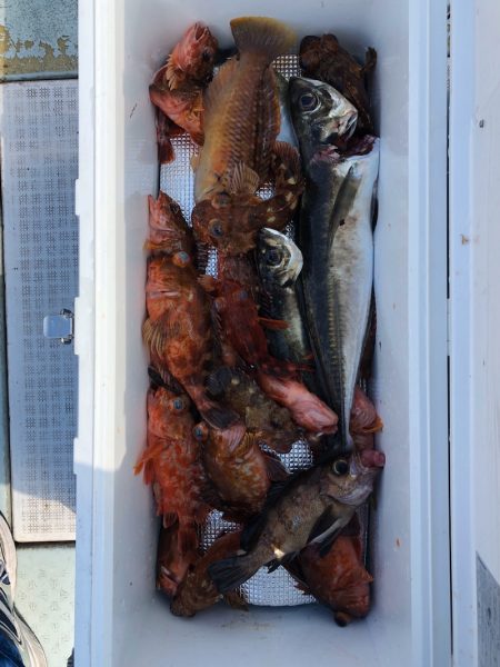 フィッシング キッタカ 釣果