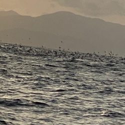 あみや渡船 JIGBOY 釣果