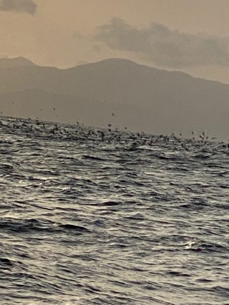 あみや渡船 JIGBOY 釣果