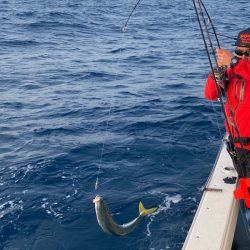 あみや渡船 JIGBOY 釣果