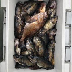 フィッシング キッタカ 釣果