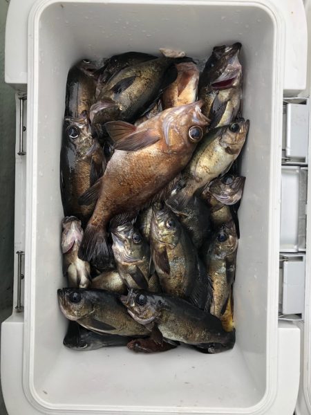 フィッシング キッタカ 釣果