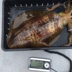 渡船屋たにぐち 釣果