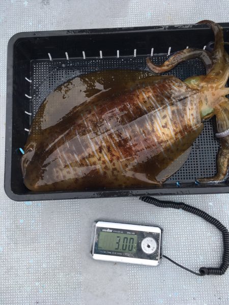 渡船屋たにぐち 釣果