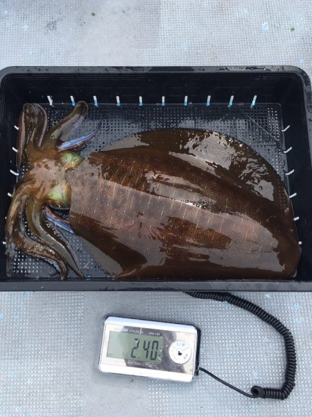 渡船屋たにぐち 釣果