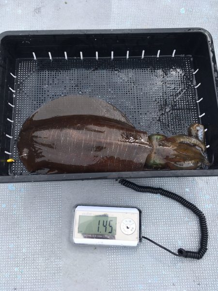 渡船屋たにぐち 釣果