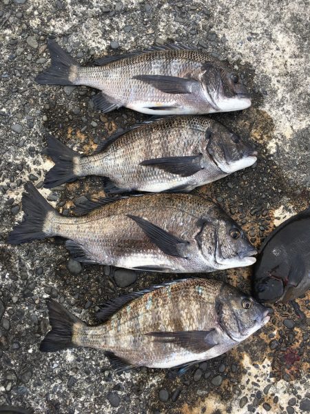 渡船屋たにぐち 釣果