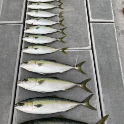 SeaRide(シーライド) 釣果