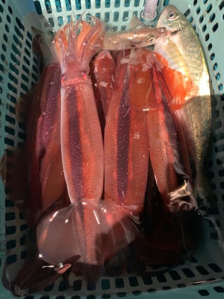 愛海丸 釣果