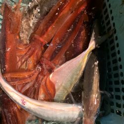 愛海丸 釣果