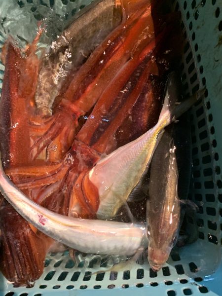 愛海丸 釣果