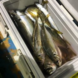 ヤザワ渡船 釣果