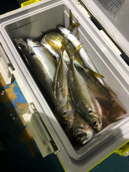 ヤザワ渡船 釣果
