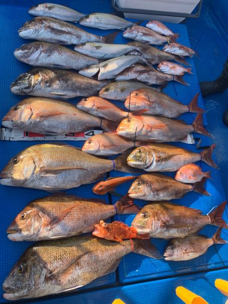 釣鯛洋 釣果
