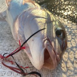 龍神丸（鹿児島） 釣果