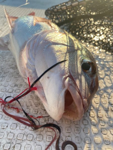 龍神丸（鹿児島） 釣果