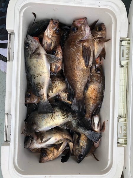 フィッシング キッタカ 釣果