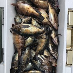 フィッシング キッタカ 釣果