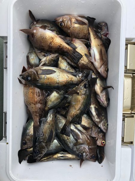 フィッシング キッタカ 釣果