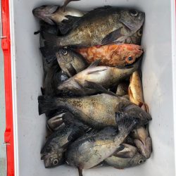 フィッシング キッタカ 釣果