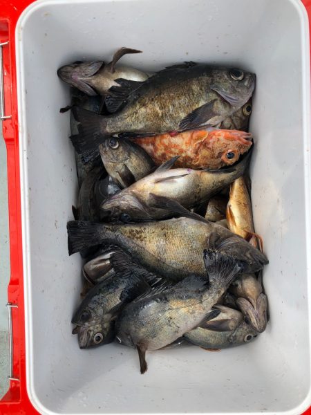 フィッシング キッタカ 釣果