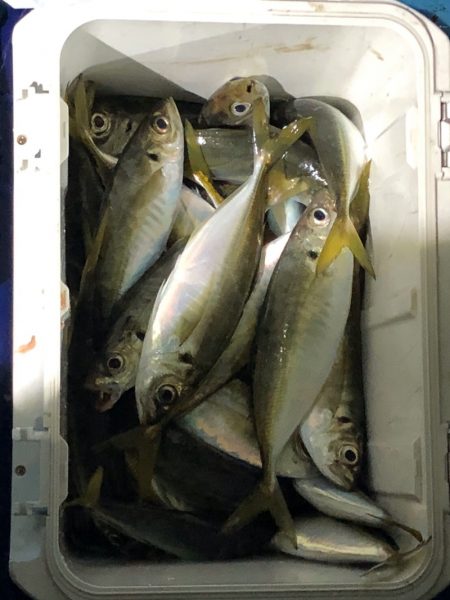 ヤザワ渡船 釣果