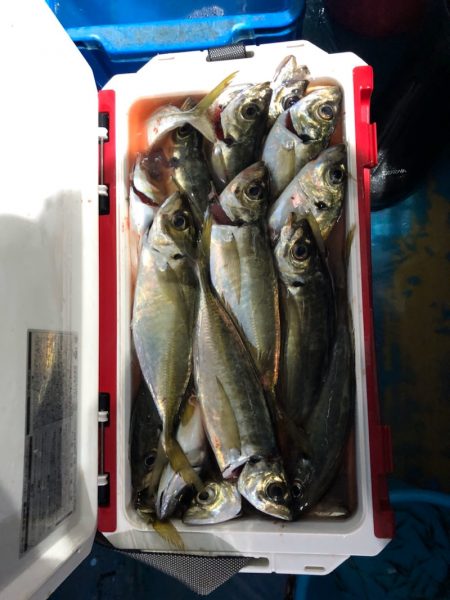 ヤザワ渡船 釣果