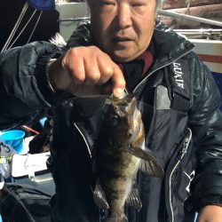 ヤザワ渡船 釣果