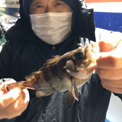 ヤザワ渡船 釣果