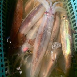 愛海丸 釣果
