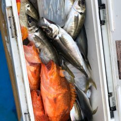 丸万釣船 釣果