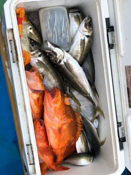 丸万釣船 釣果