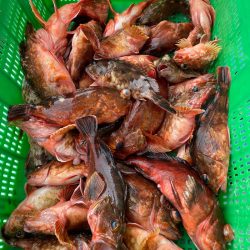 岡田釣船 八英丸 釣果