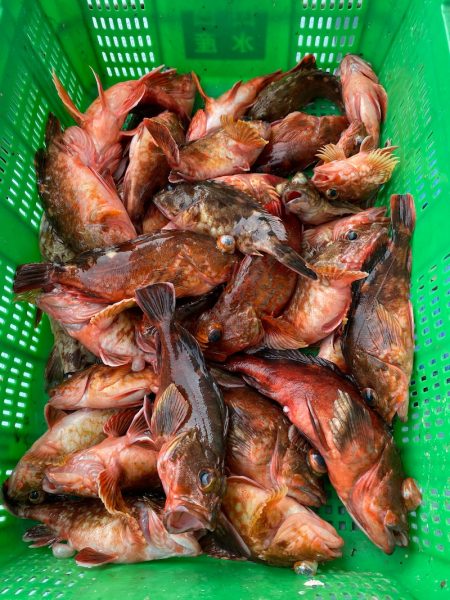 岡田釣船 八英丸 釣果